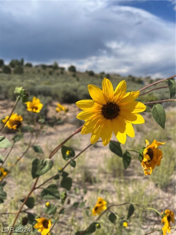 254 Dusty Trail