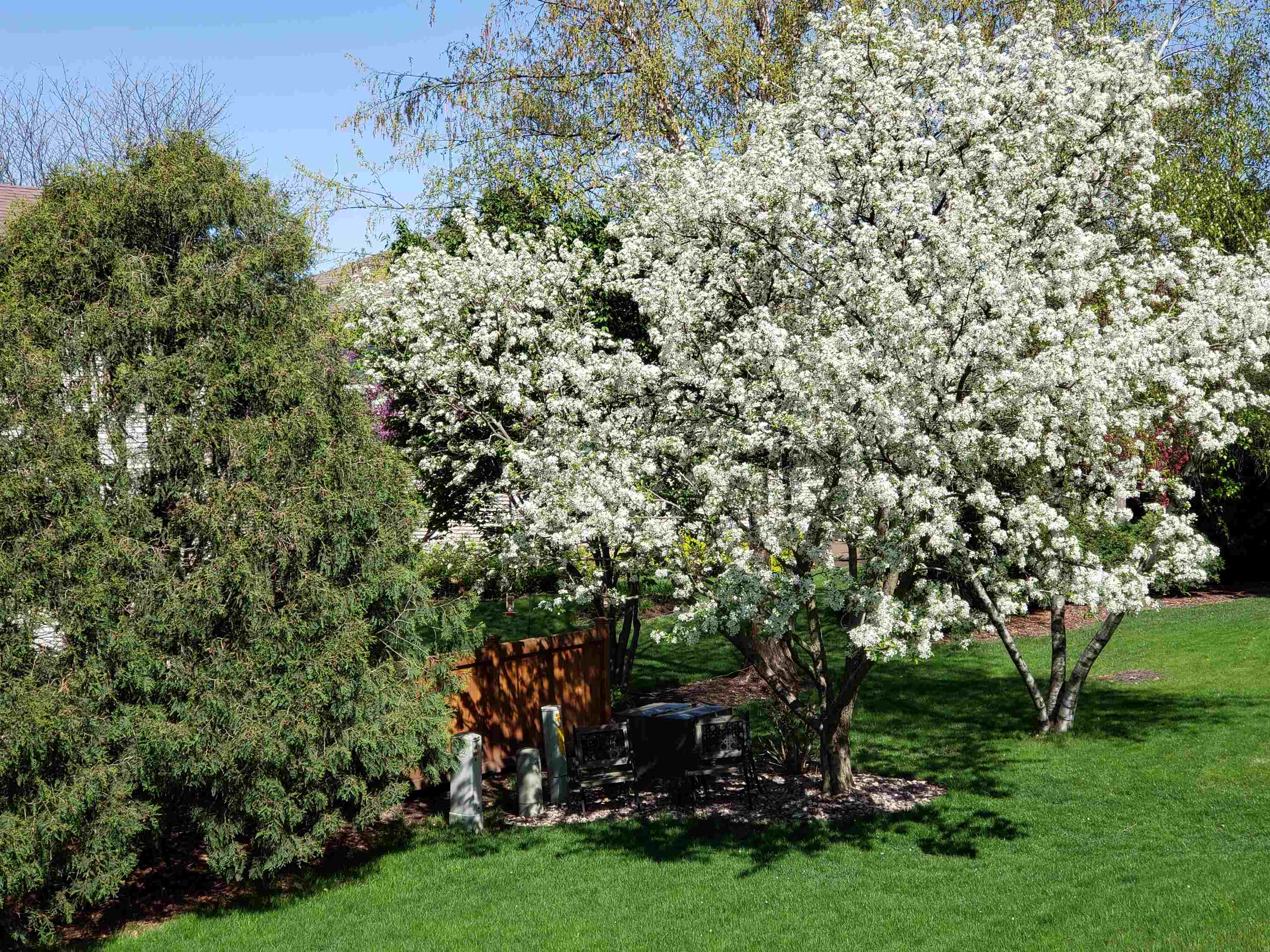 1238 Meadow Sweet Drive
