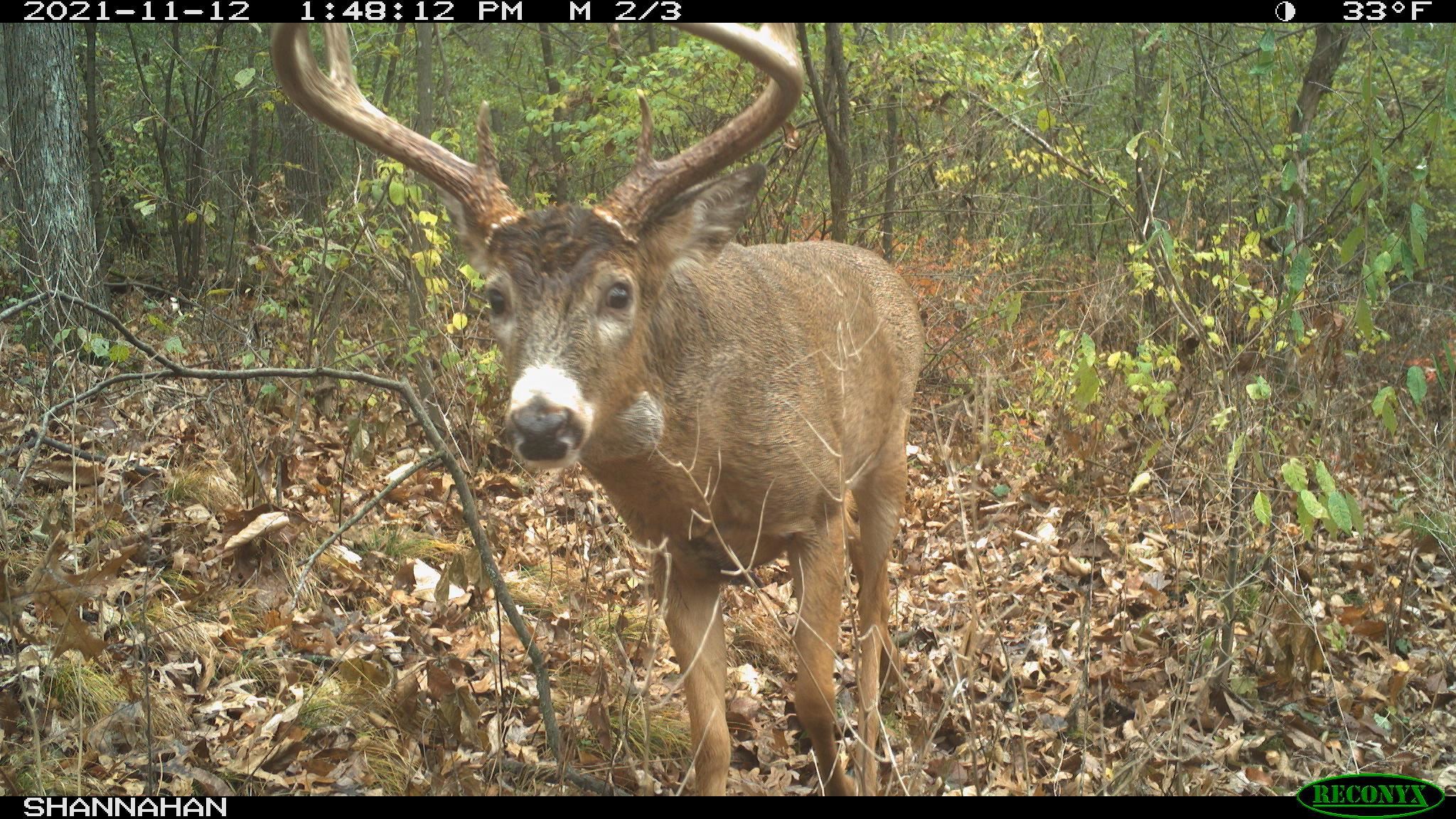 271.18 acres Zwettler/Foster Road