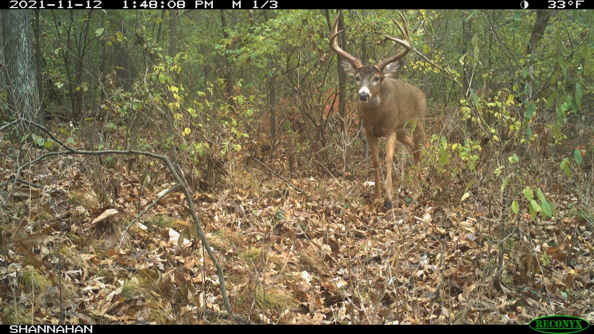 271.18 acres Zwettler/Foster Road