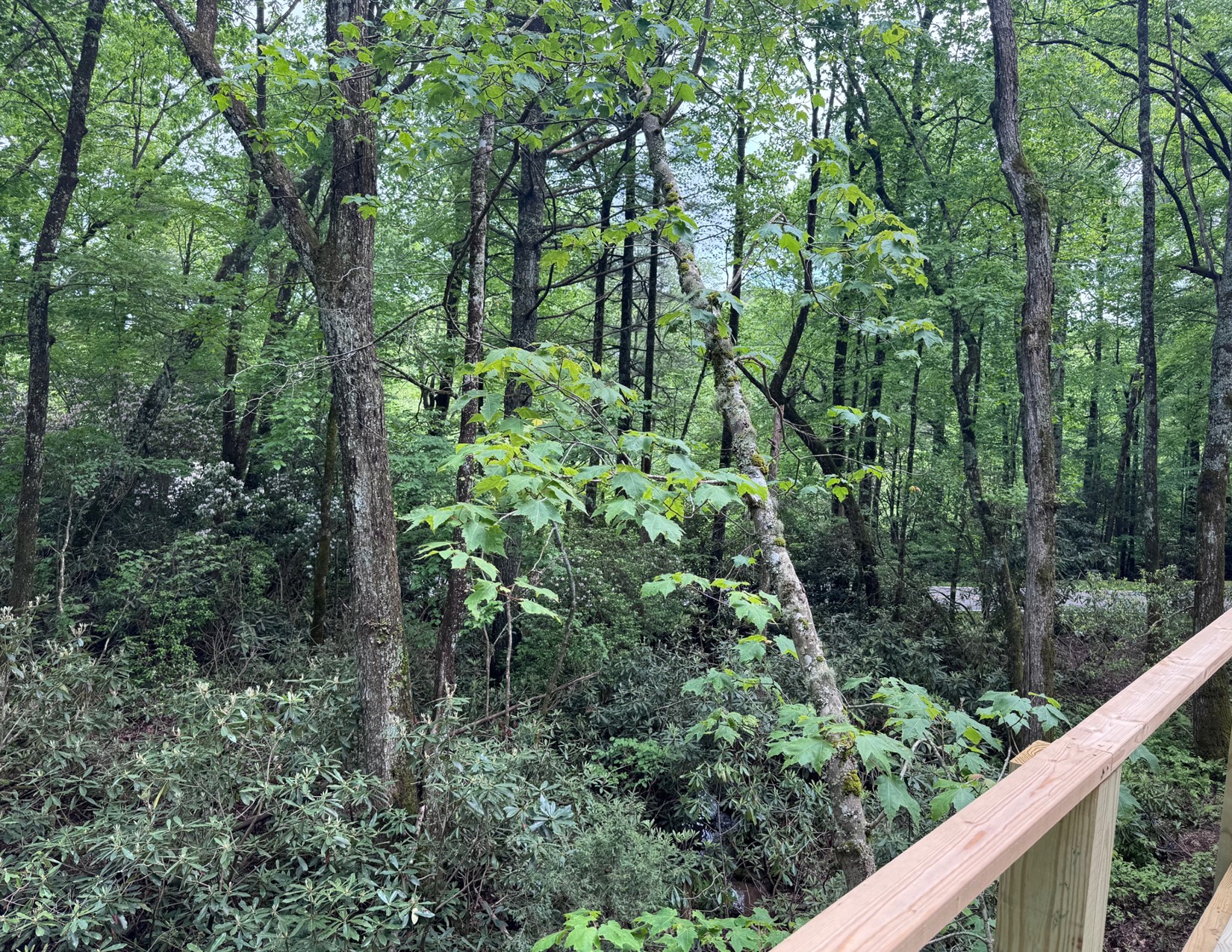 88 Lost Trail
