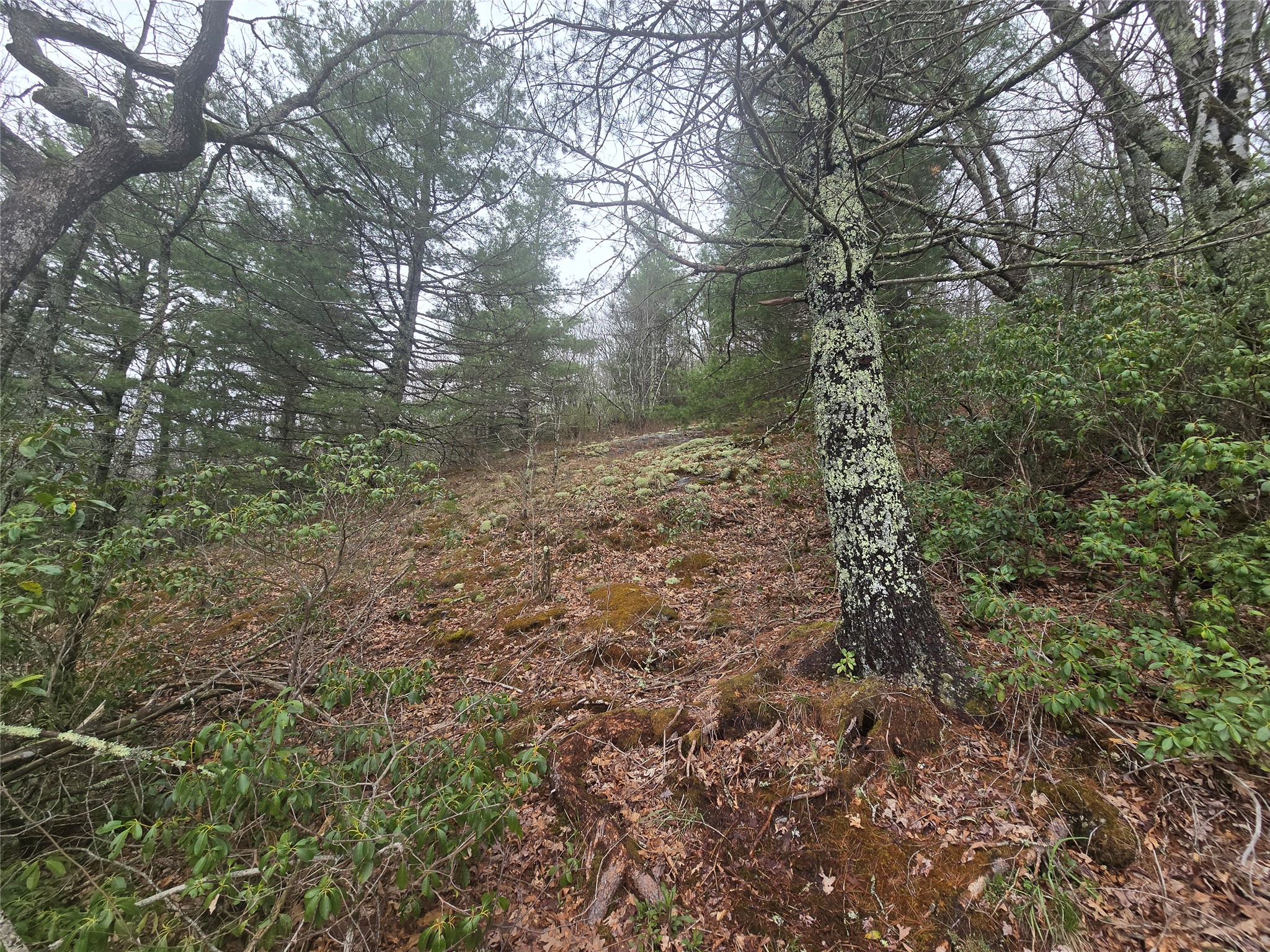 Lot 15 Shirley Pressley Road