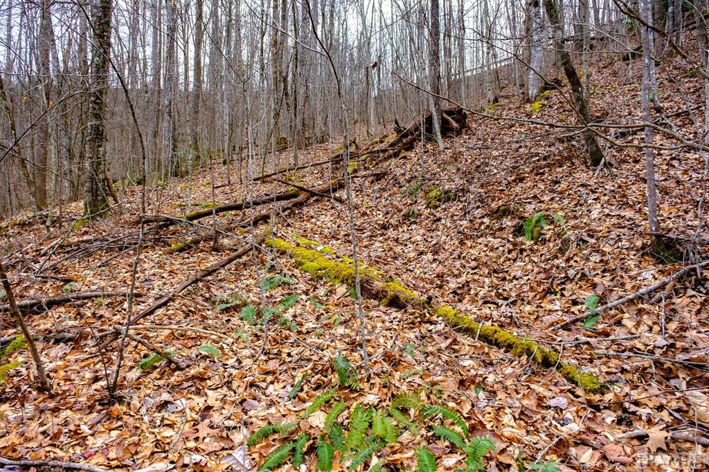 Lot 47 Yellow Palmer Lane