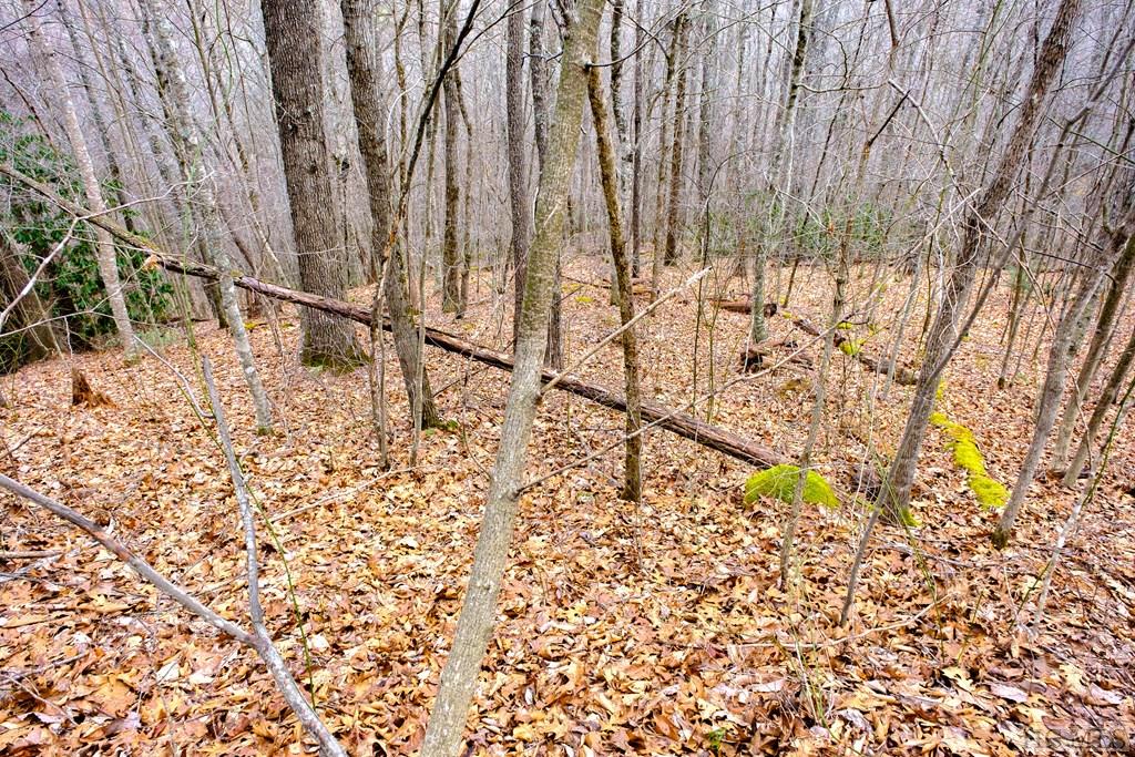 Lot 47 Yellow Palmer Lane