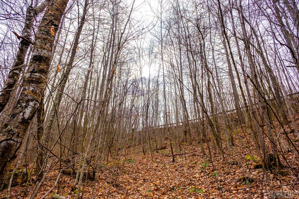Lot 47 Yellow Palmer Lane
