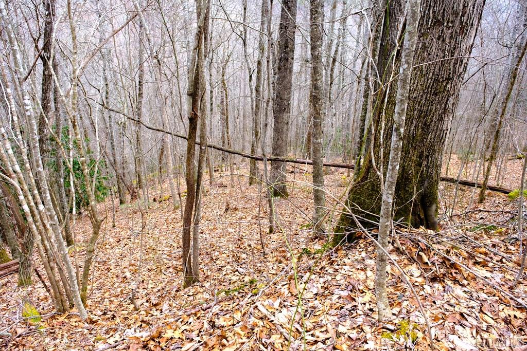 Lot 47 Yellow Palmer Lane