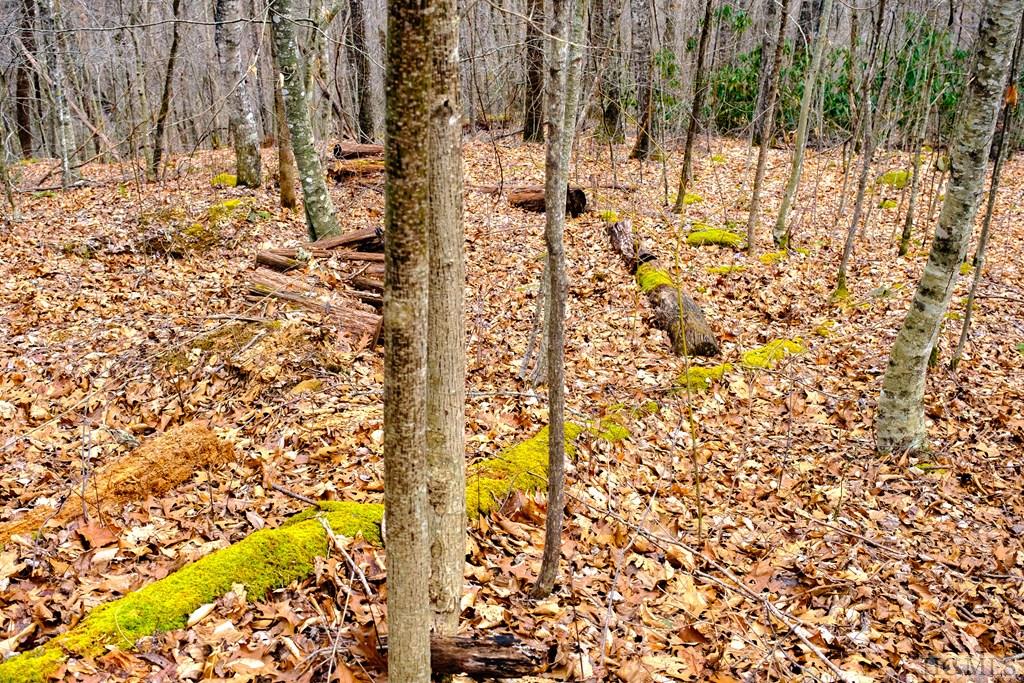 Lot 47 Yellow Palmer Lane