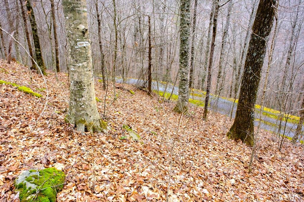 Lot 47 Yellow Palmer Lane