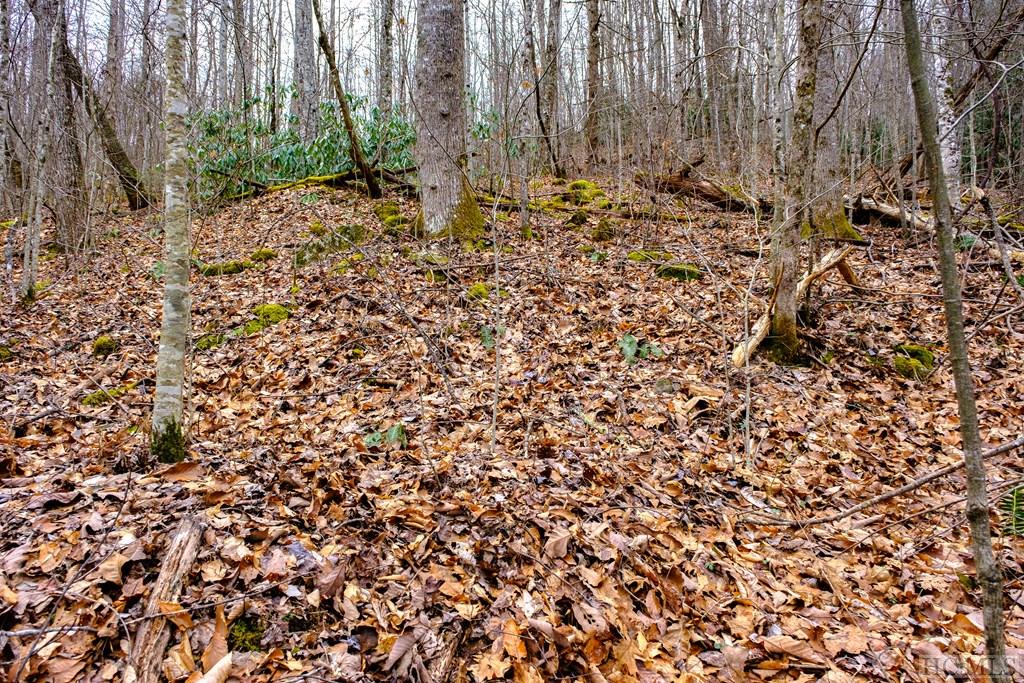 Lot 47 Yellow Palmer Lane