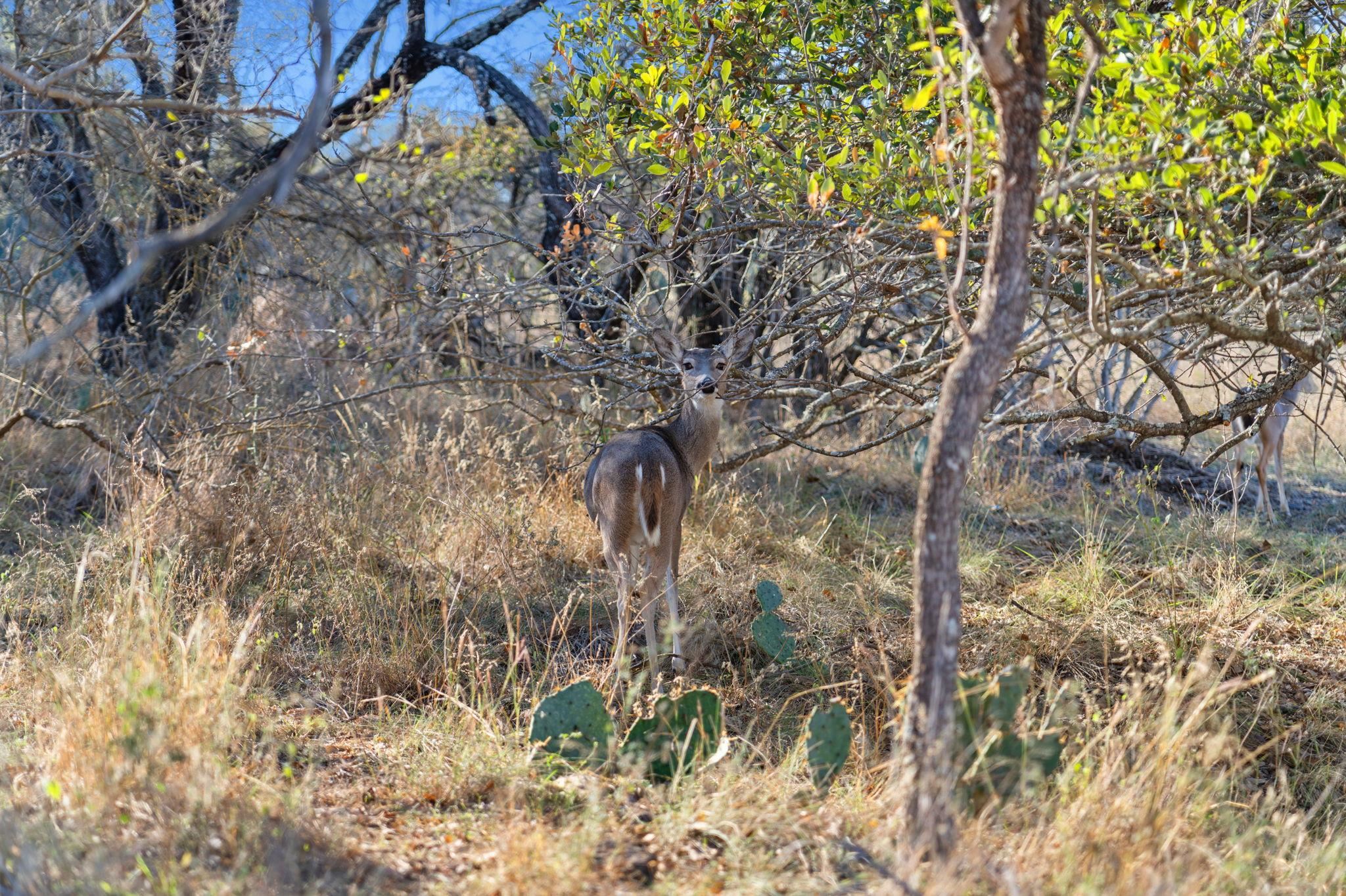 432 Sandy Mountain Dr