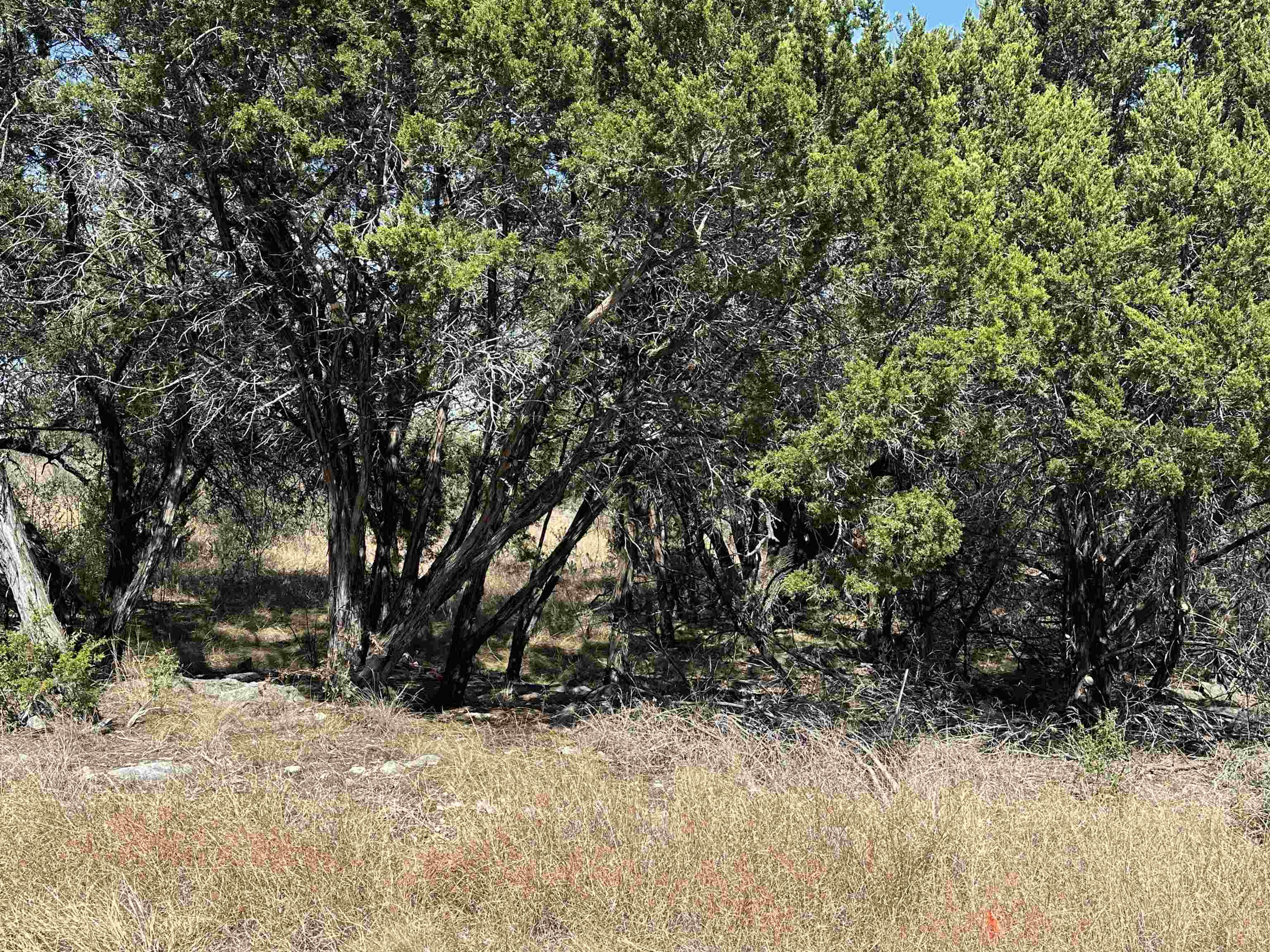 Lot K8007 Mountain Dew