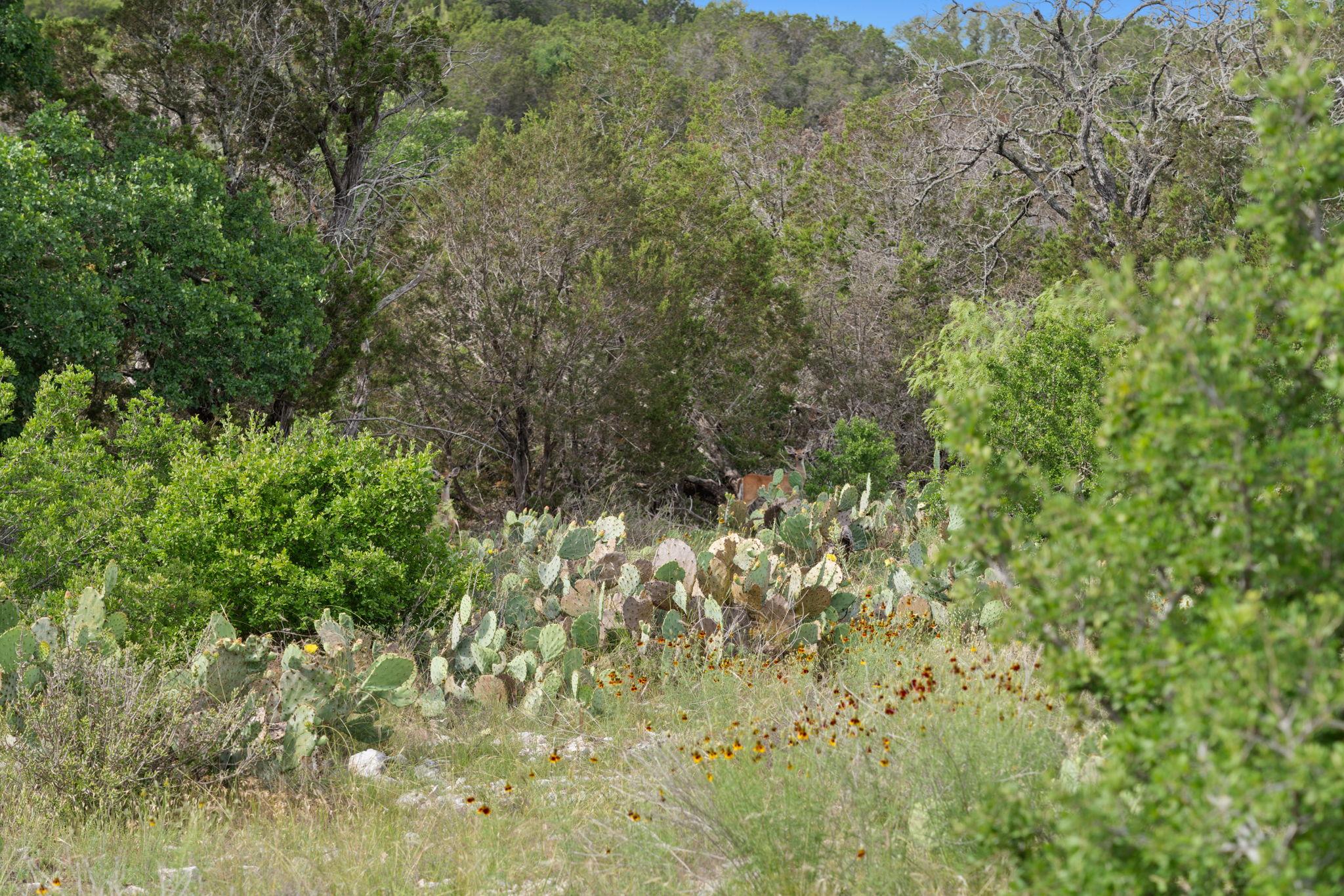 Bluff Creek Ranch