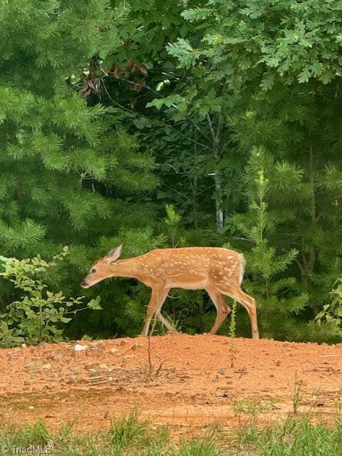 1117 Magenta Way, Kernersville