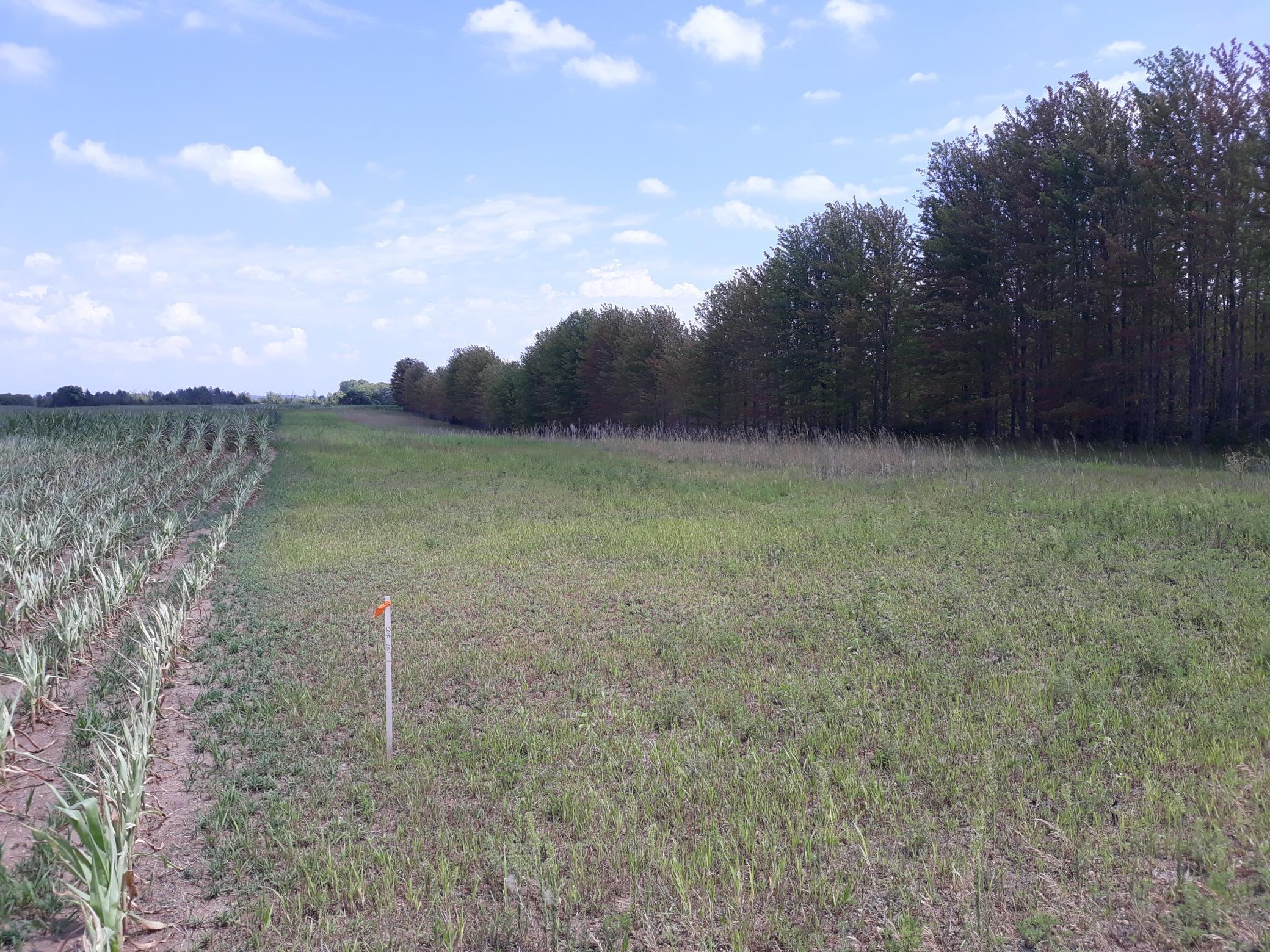 155xxx Halsey Avenue