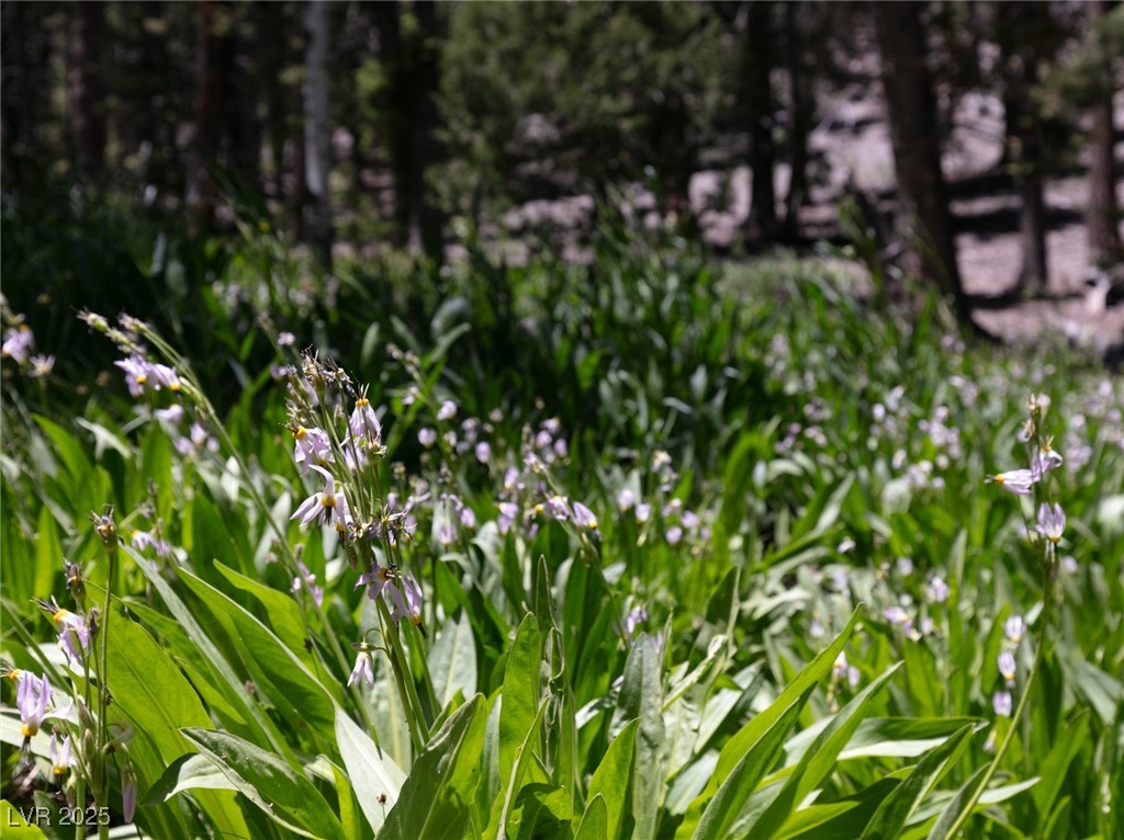 4085 Cougar Ridge Trail