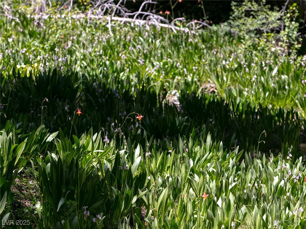 4085 Cougar Ridge Trail