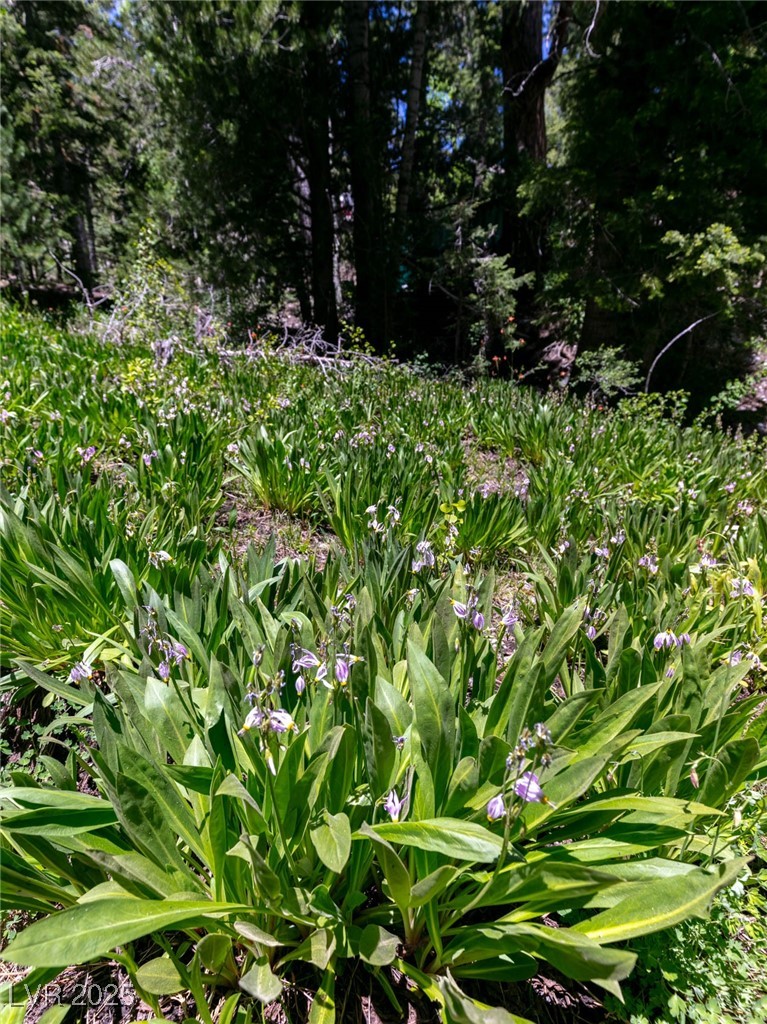 4085 Cougar Ridge Trail