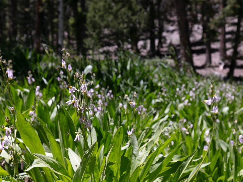 4085 Cougar Ridge Trail