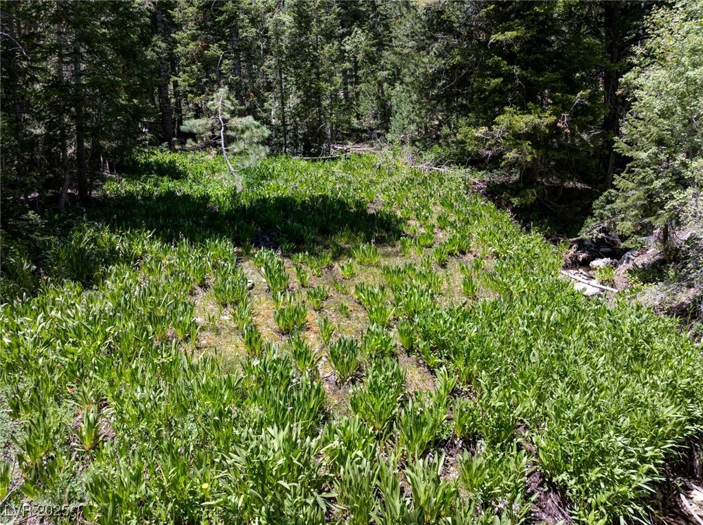 4085 Cougar Ridge Trail