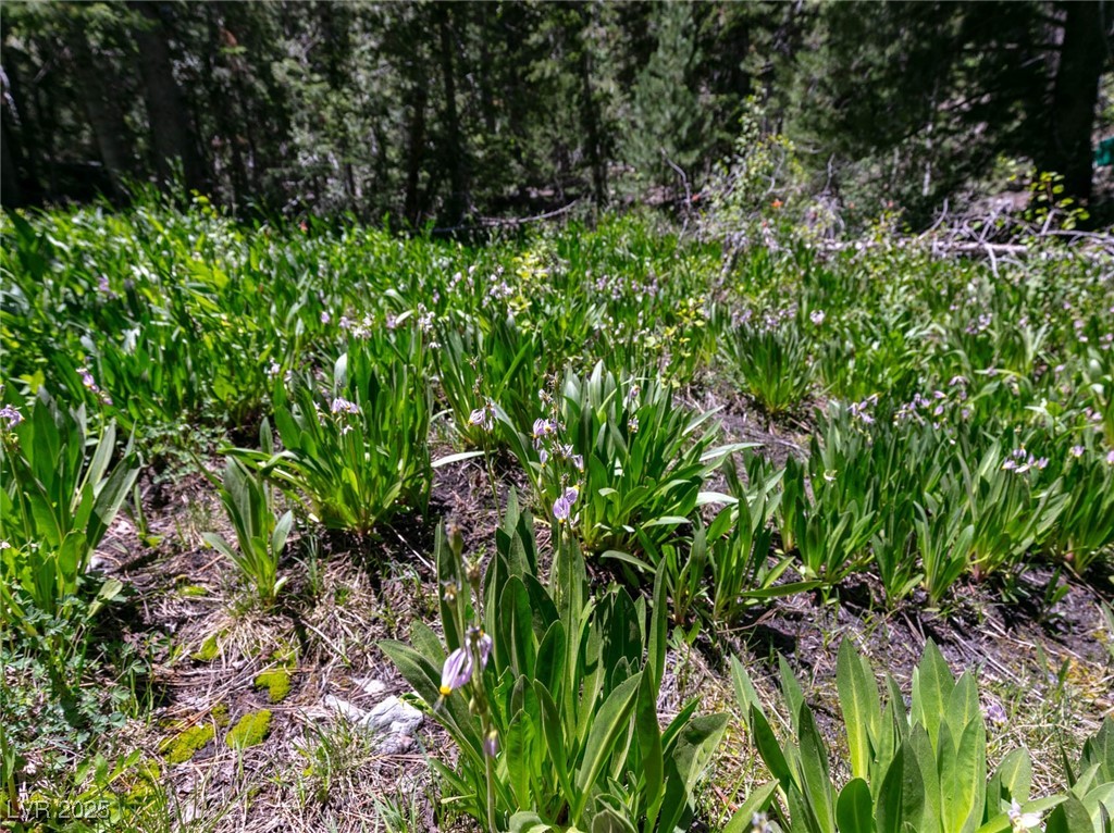 4085 Cougar Ridge Trail