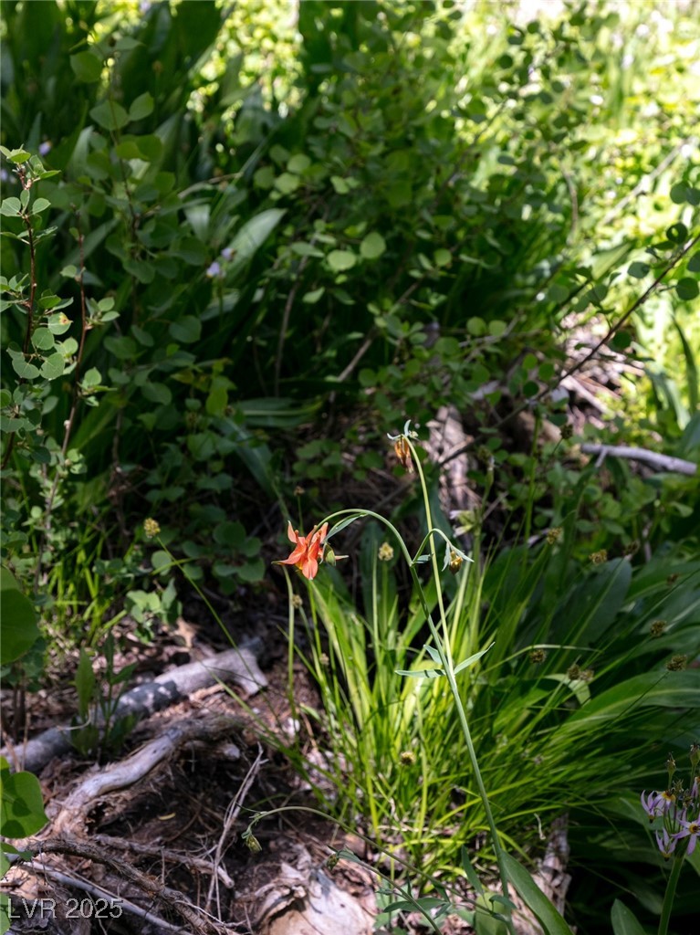4085 Cougar Ridge Trail