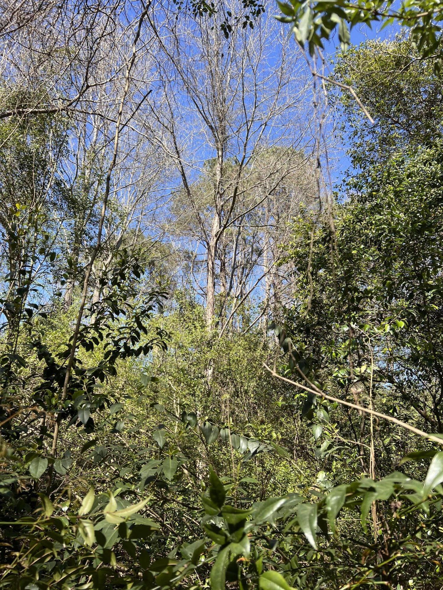 Wooded property lot with dense undergrowth and tall trees beneath a clear blue sky.