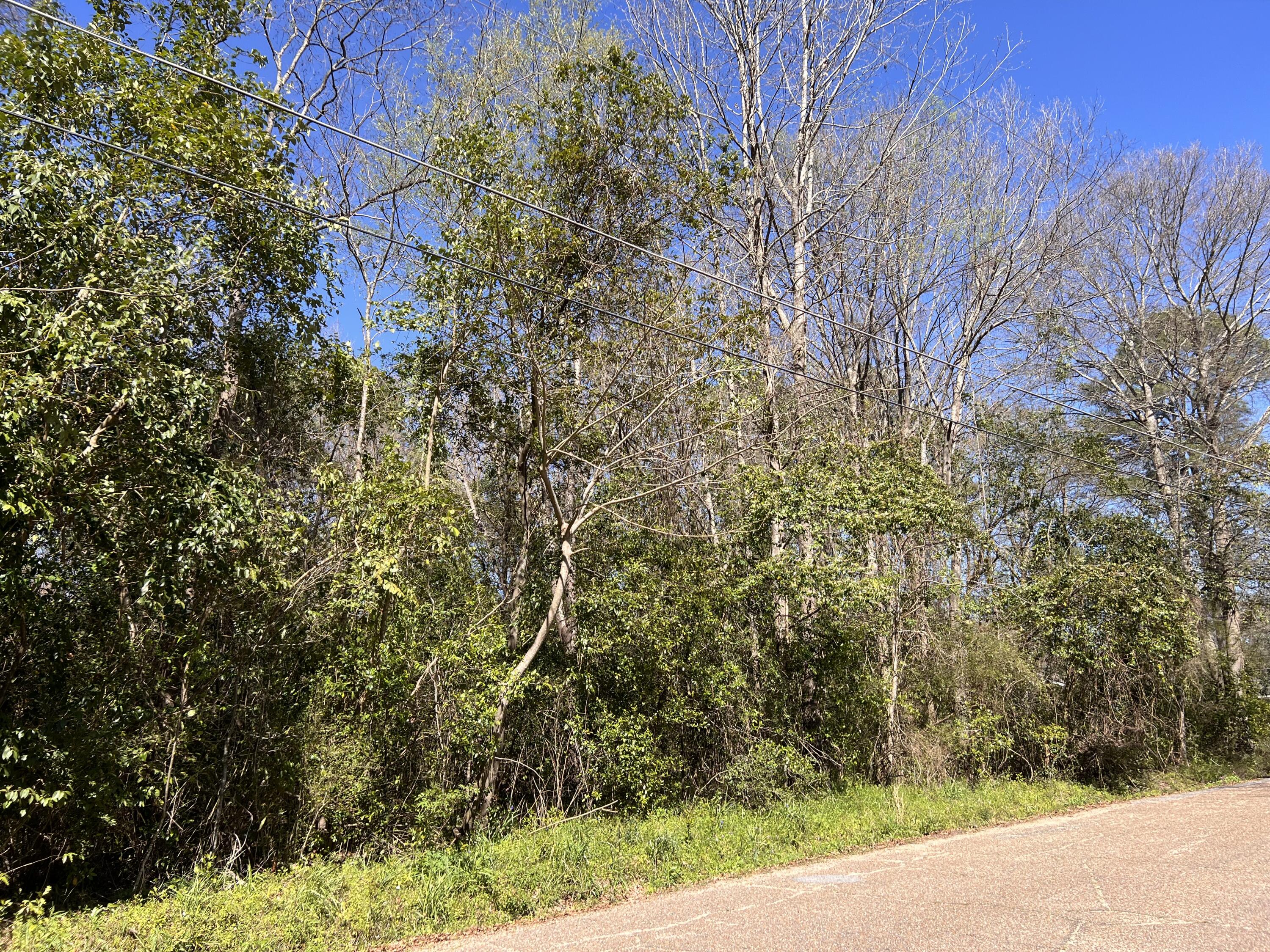Wooded property edge beside a paved road, with dense shrubs and overhead utility lines.
