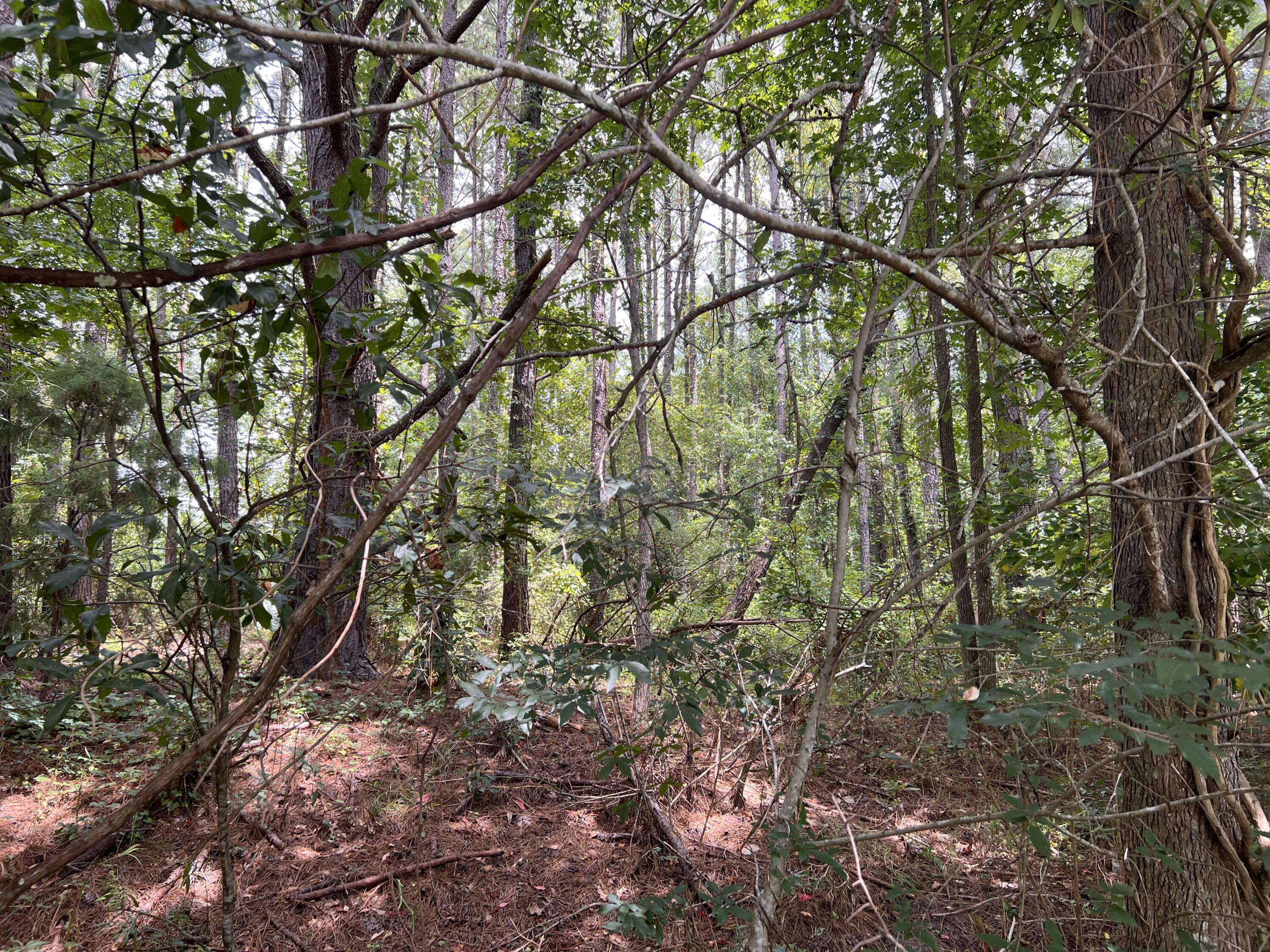 Wooded property lot with mature trees, dense undergrowth, and dappled sunlight.
