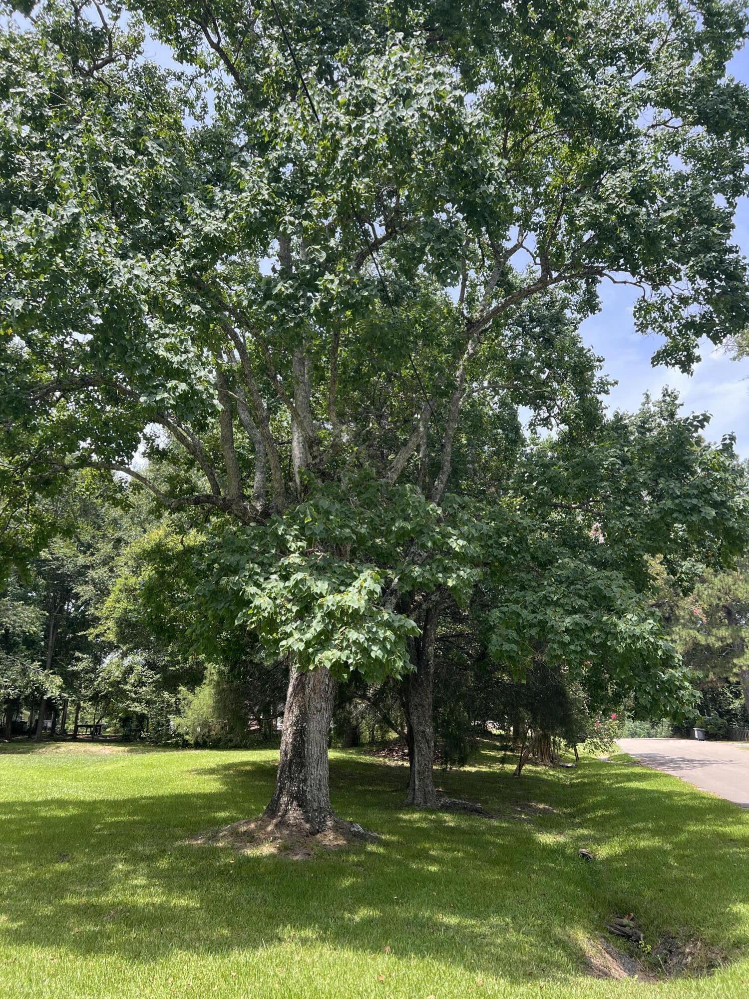 Mature shade trees spread over a green lawn beside the street.