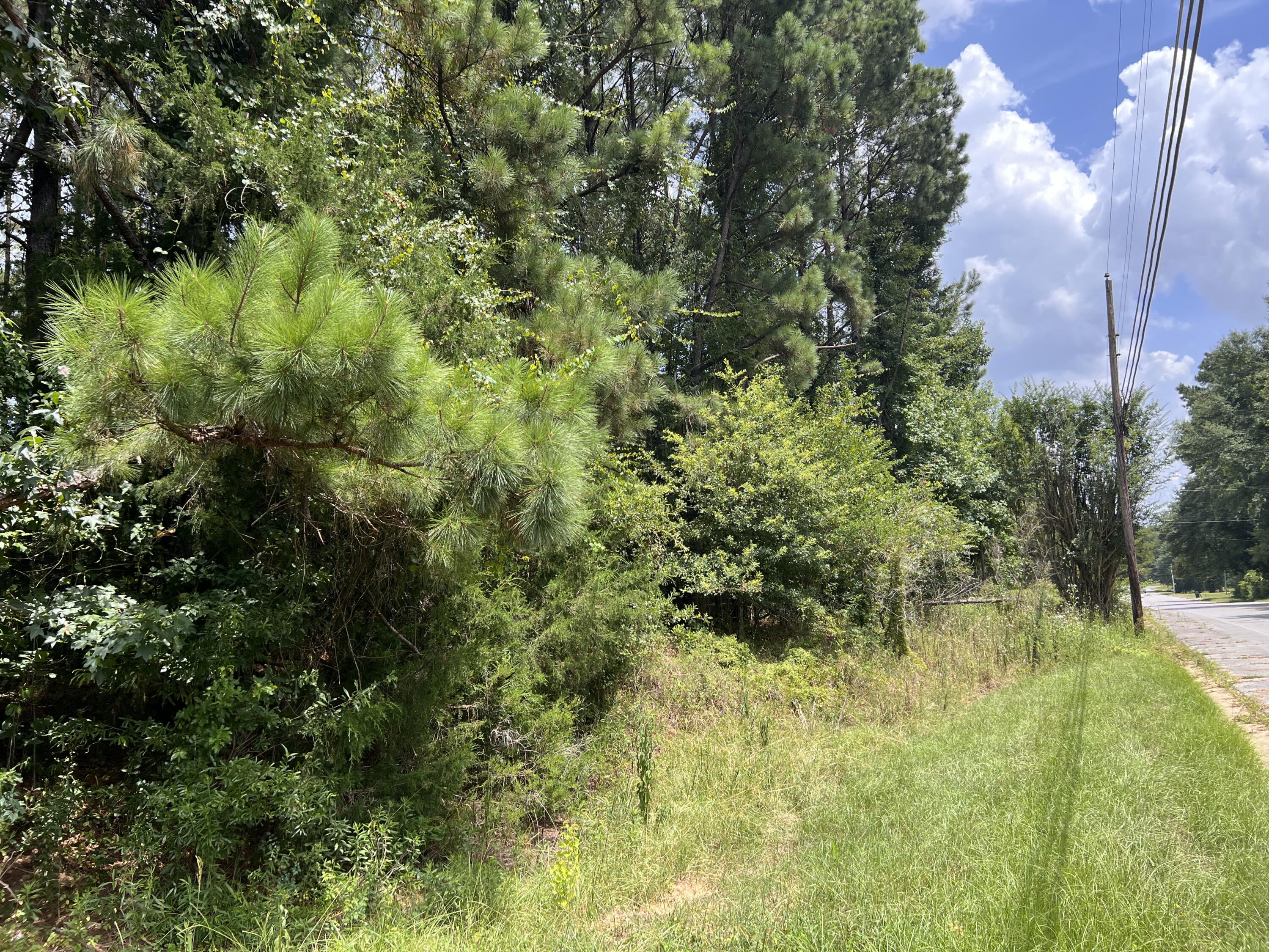 Wooded lot with dense pine trees and grassy frontage beside a paved road.