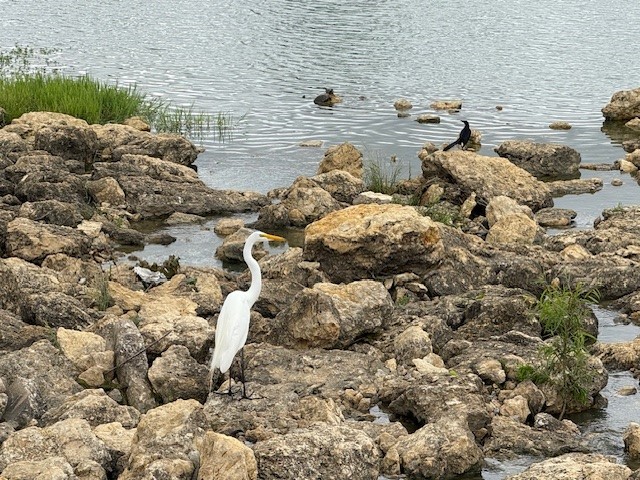 14701 Seventeen Lakes Boulevard