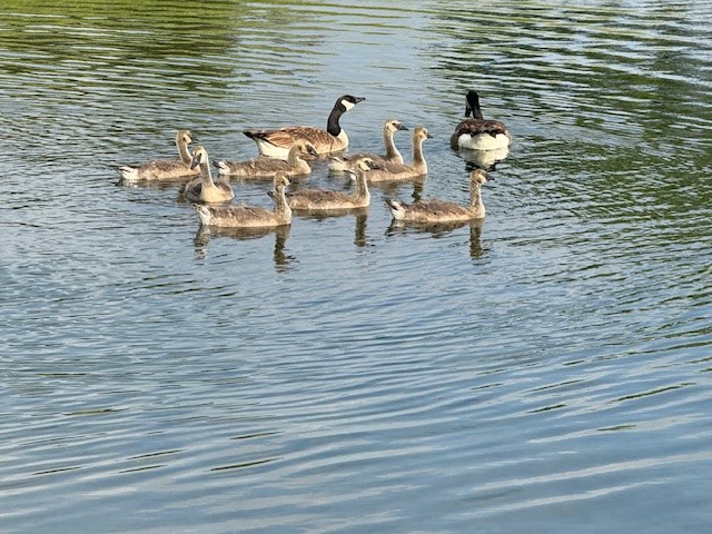 14701 Seventeen Lakes Boulevard