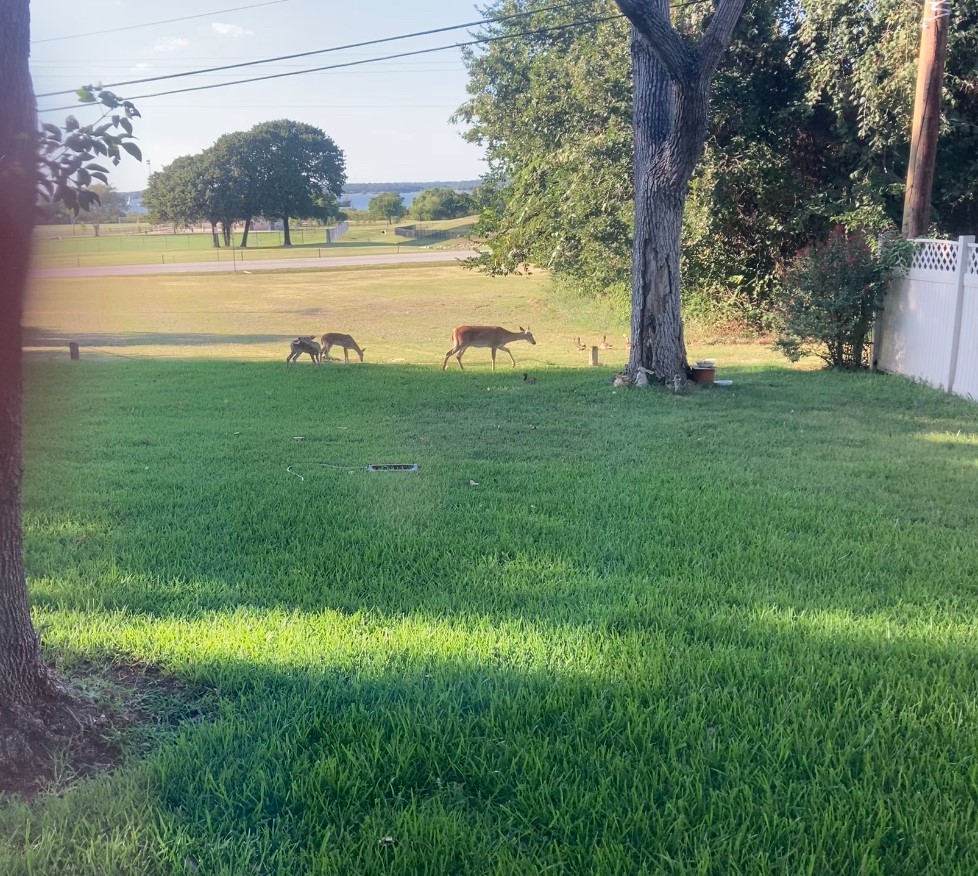 914 Hummingbird Trail