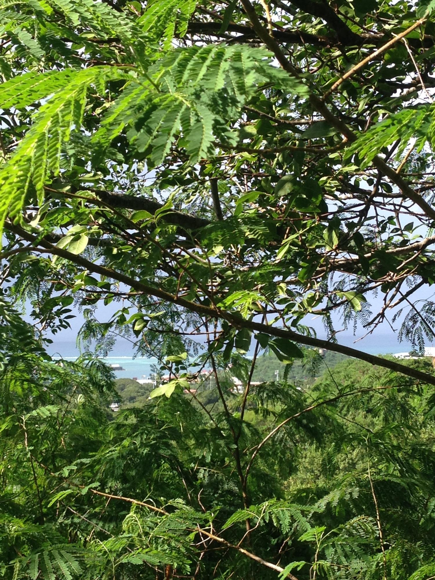 4 of 137 Mt. Welcome EA, 4 of 137, St. Croix Unit: 4 of 137