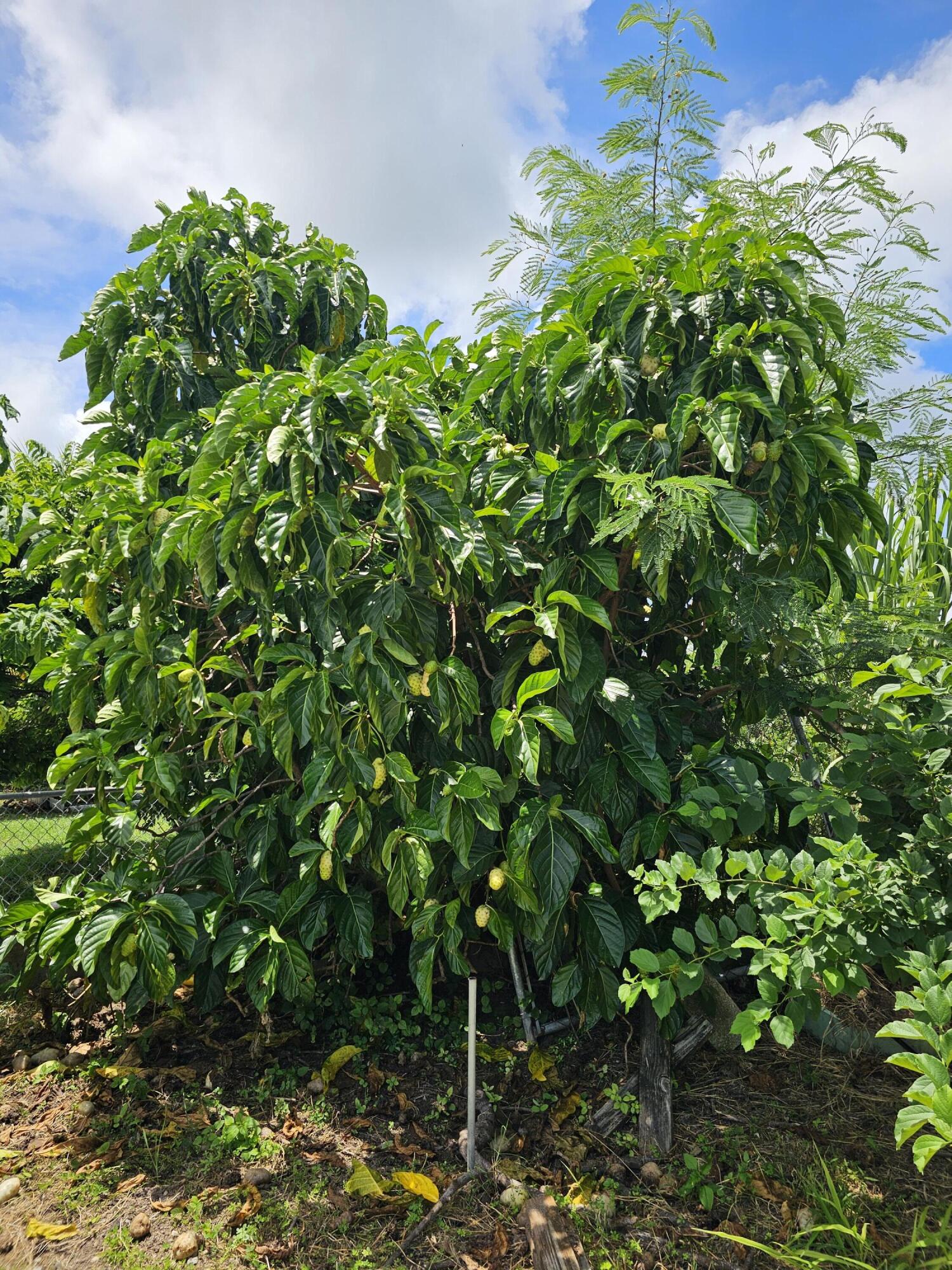 58 Humbug QU, St. Croix