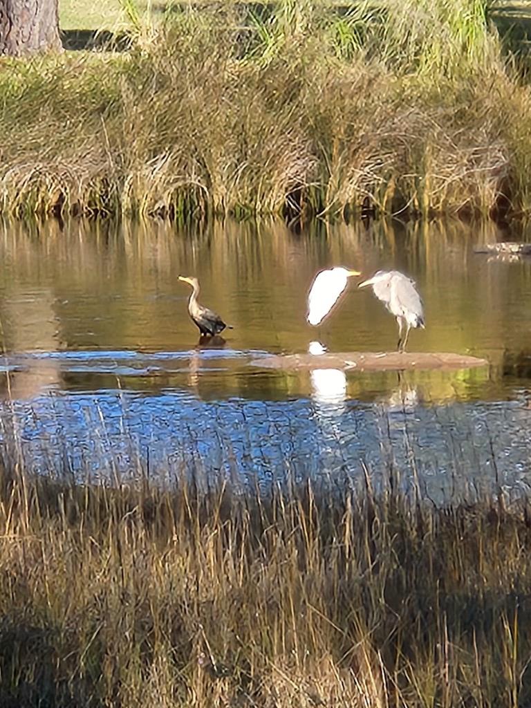 143 Betty Dr, Port St. Joe 32456