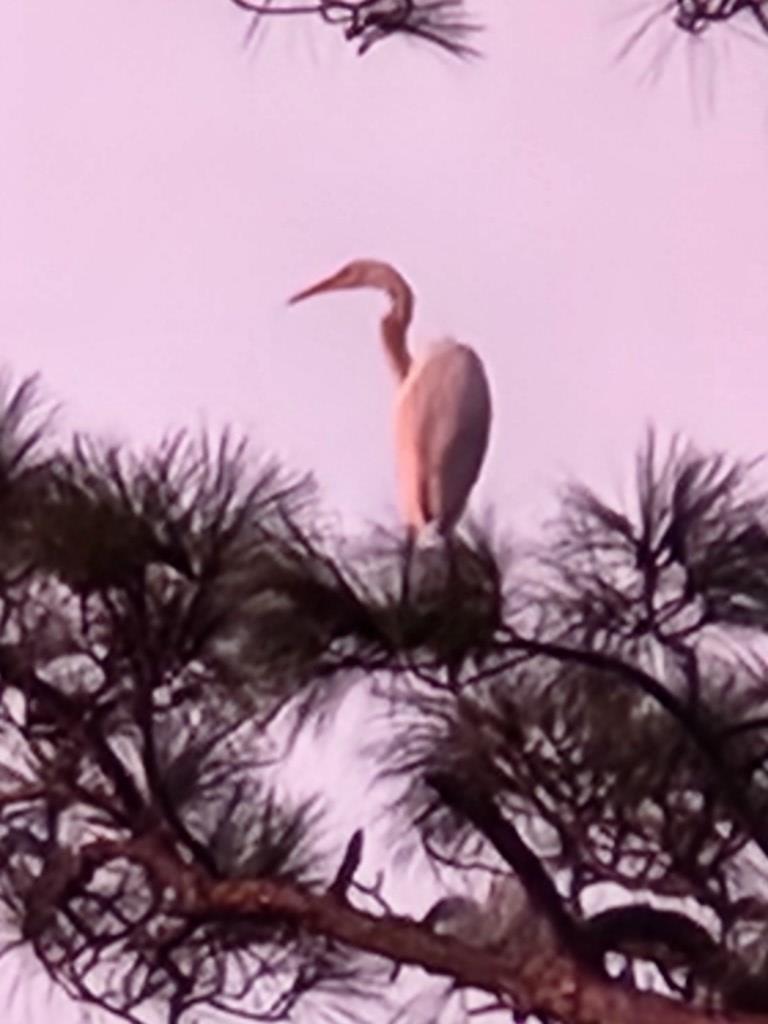 143 Betty Dr, Port St. Joe 32456