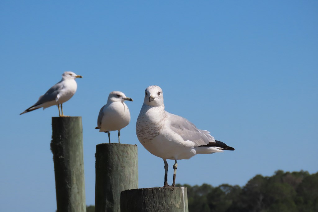 TBD Monica Dr, Port St. Joe 32456