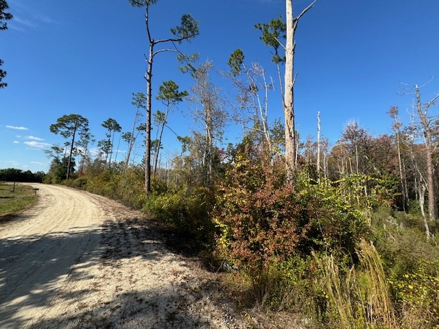 Wooded vacant lot beside a curving dirt road, with tall pines and autumn-colored foliage.