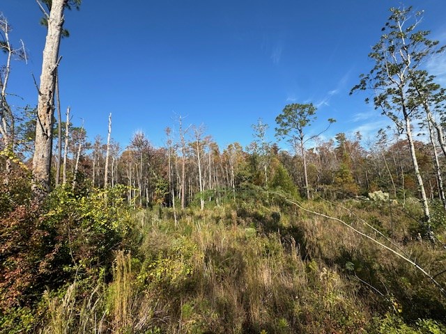 Wooded lot with a grassy clearing, dense brush, and tall trees.