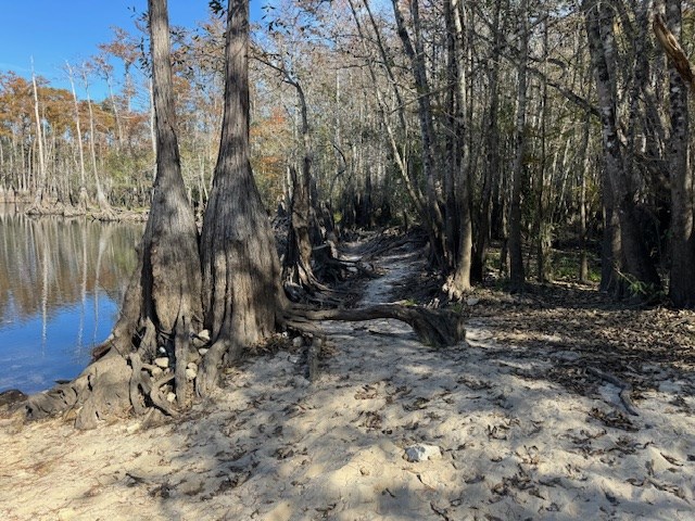 Wooded waterfront lot with cypress trees, sandy ground, and a narrow path beside calm water.