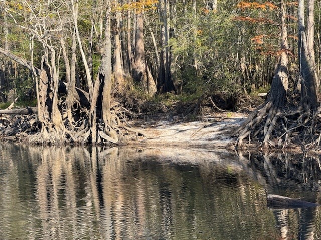 Wooded lot beside a shallow creek, with exposed tree roots along the sandy bank.