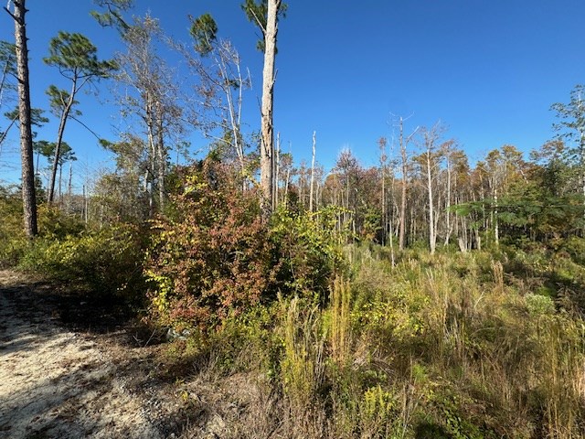 Wooded vacant lot with dense brush, tall trees, and a sandy track.