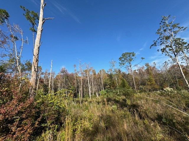 Vacant wooded lot with tall grasses, shrubs, and scattered trees.