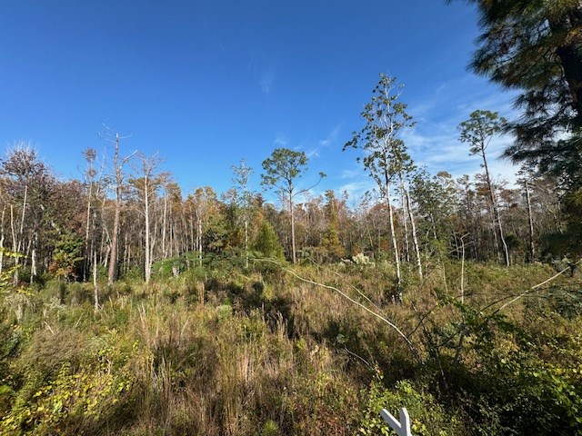 Wooded vacant lot with dense brush and mixed pine and deciduous trees beneath a blue sky.