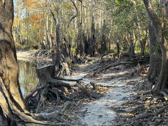 Wooded land with a sandy path beside a creek and exposed tree roots.