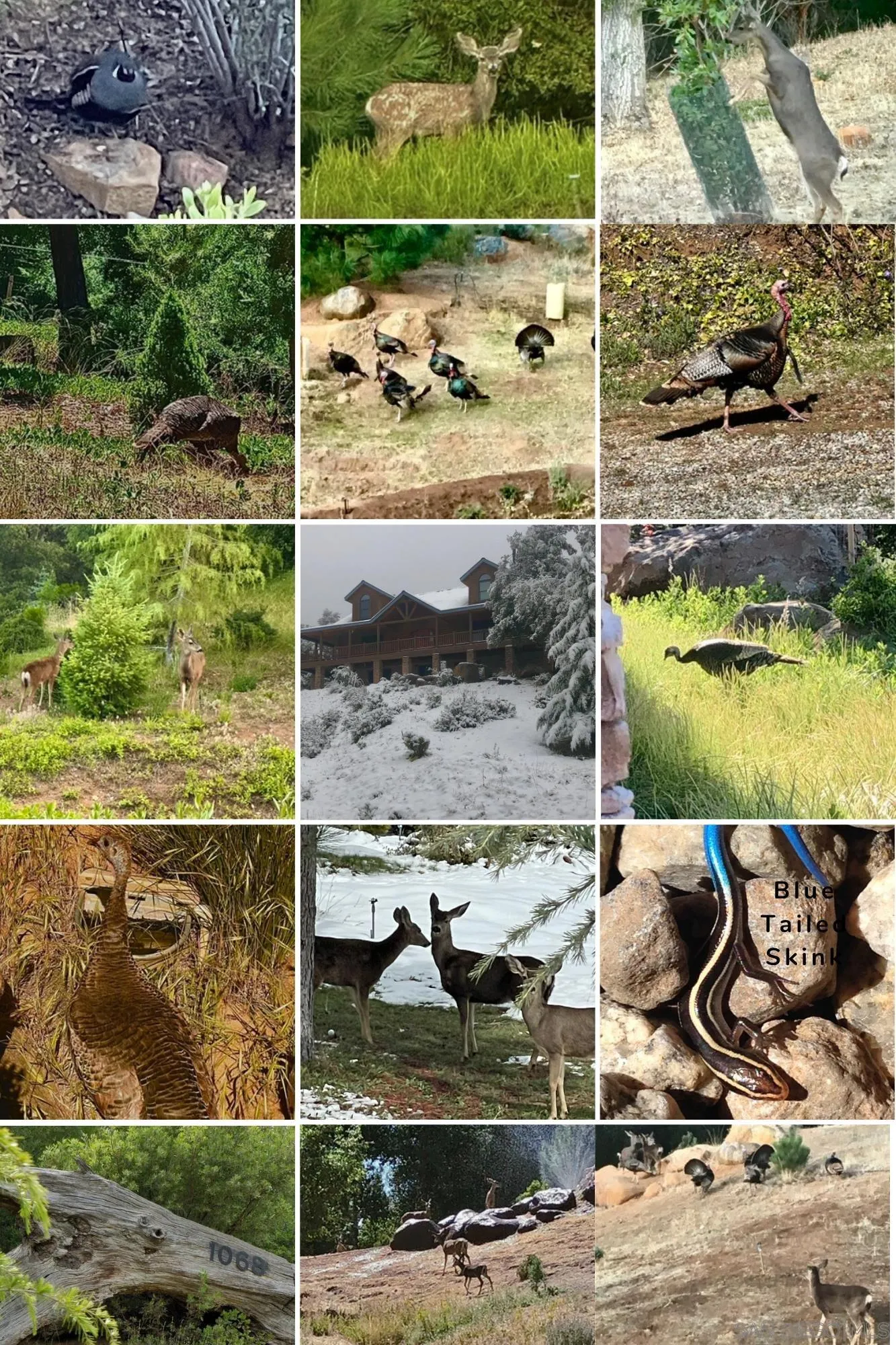 1068 W Incense Cedar Road