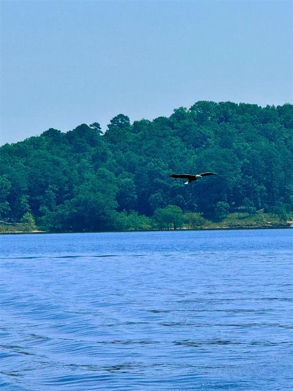 599 Timber Creek
