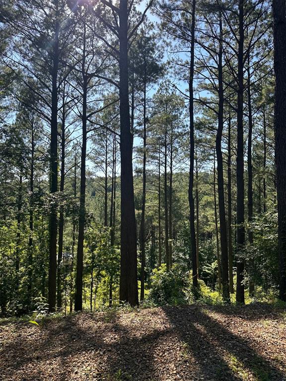 143 Gnarly Maple Trail