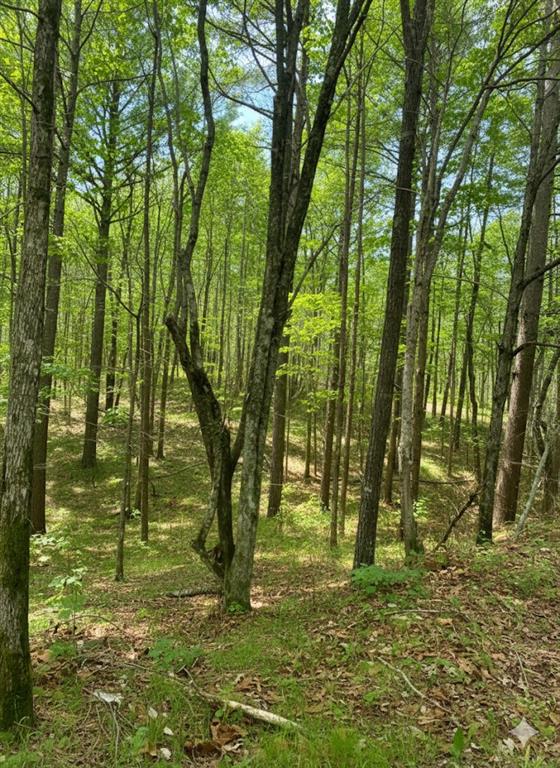 778 Timber Creek Trails South XI